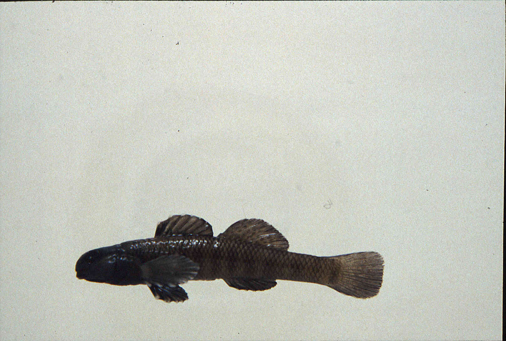Etheostoma nigrum image
