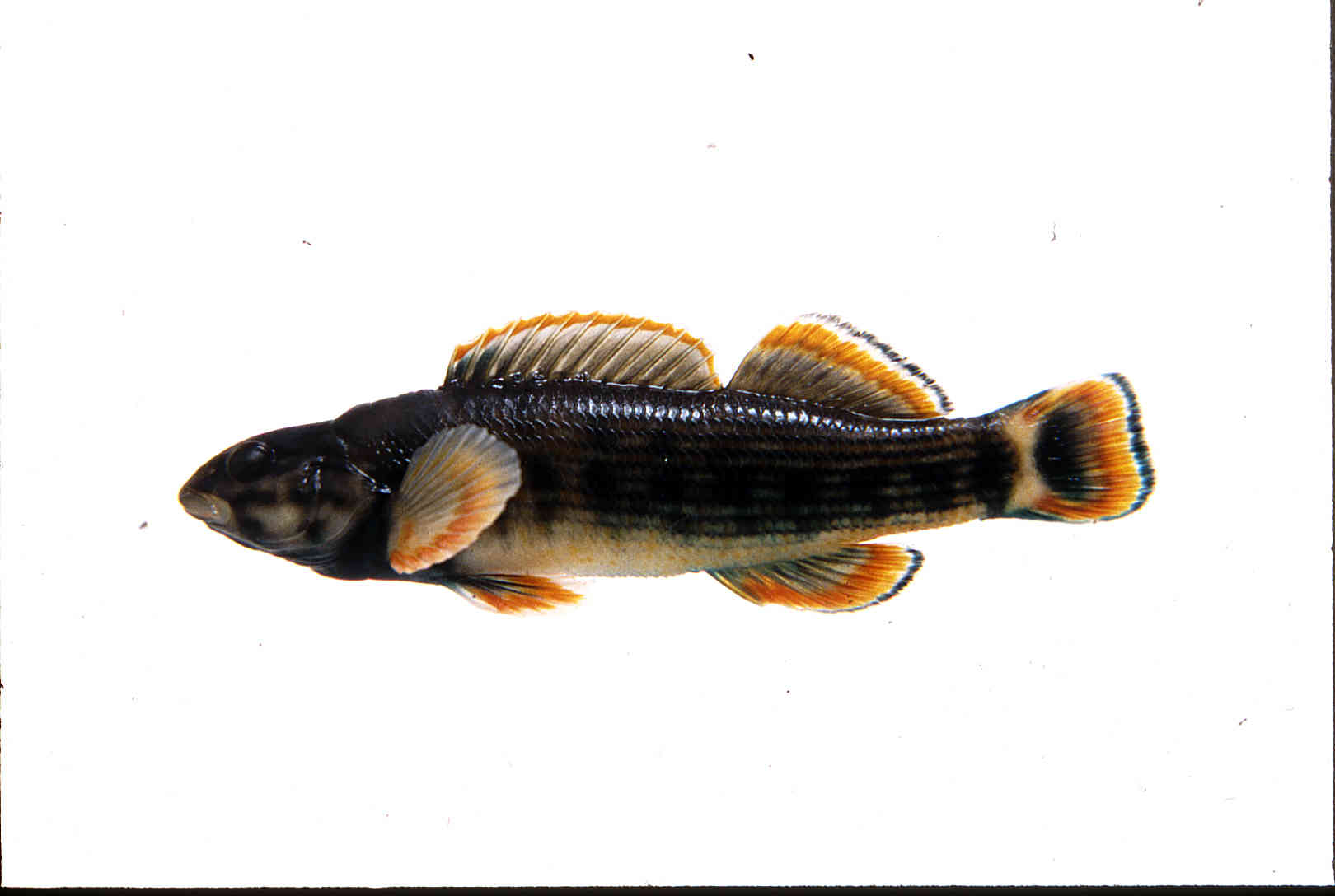 Etheostoma rufilineatum image