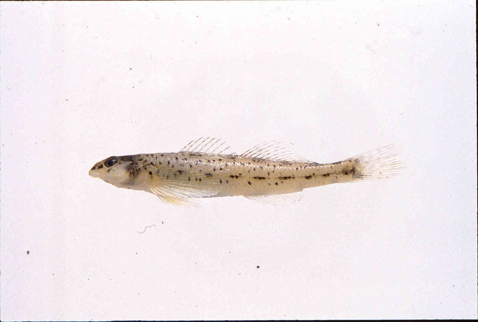 Etheostoma vitreum image