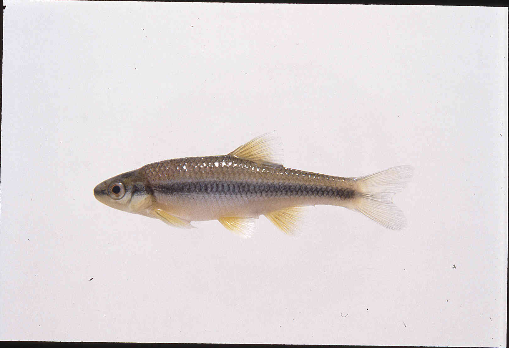 Notropis chlorocephalus image