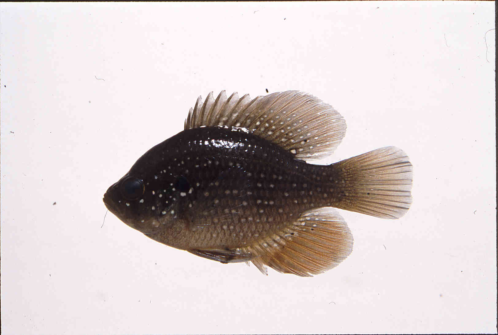 Enneacanthus gloriosus image