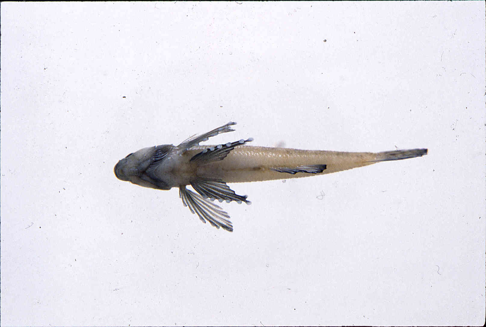 Etheostoma olmstedi image