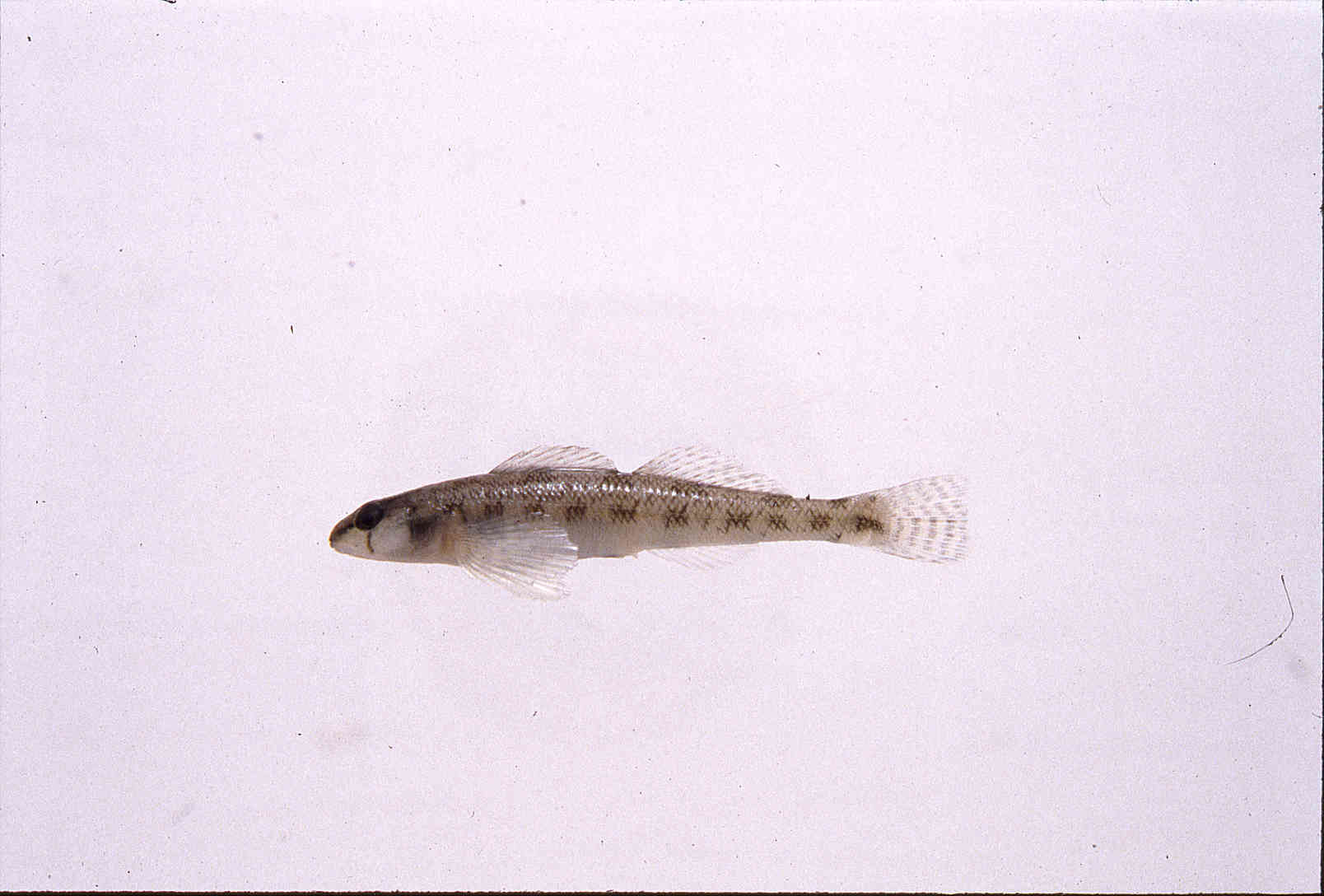 Etheostoma perlongum image