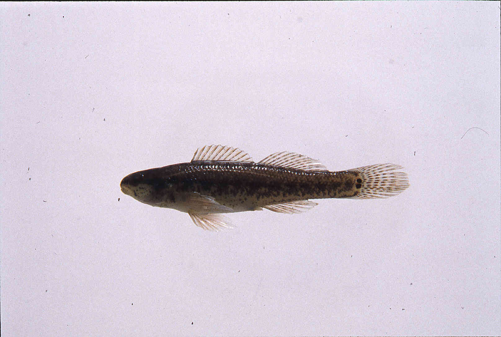 Etheostoma serrifer image