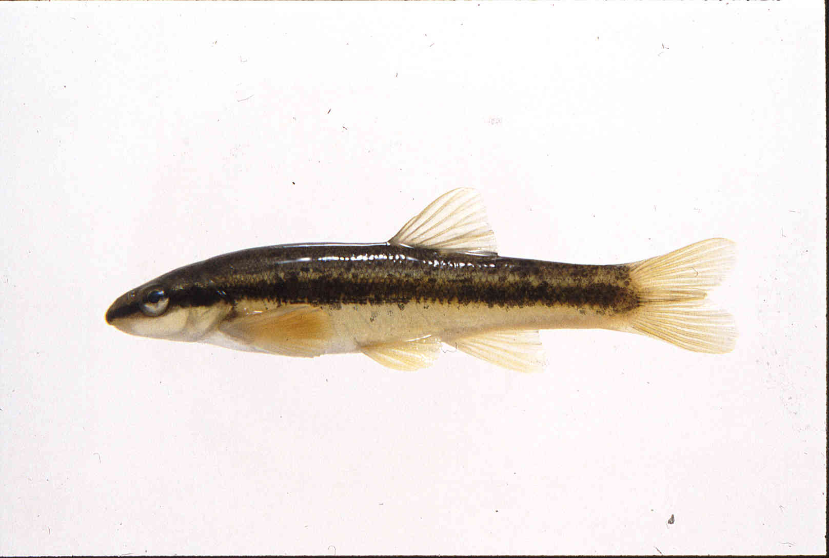 Rhinichthys atratulus image