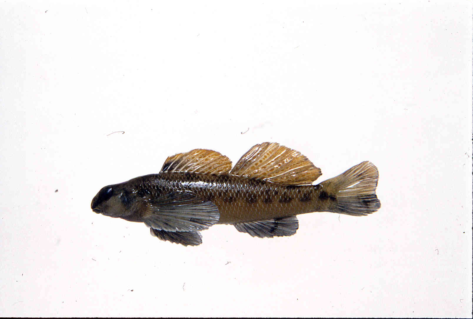 Etheostoma longimanum image