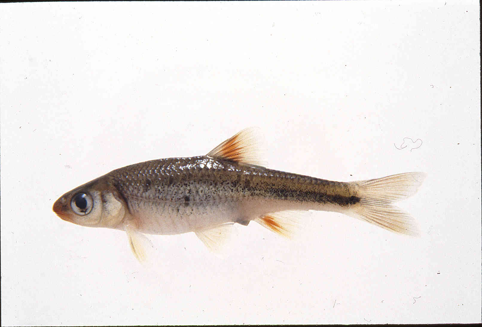 Notropis rubricroceus image