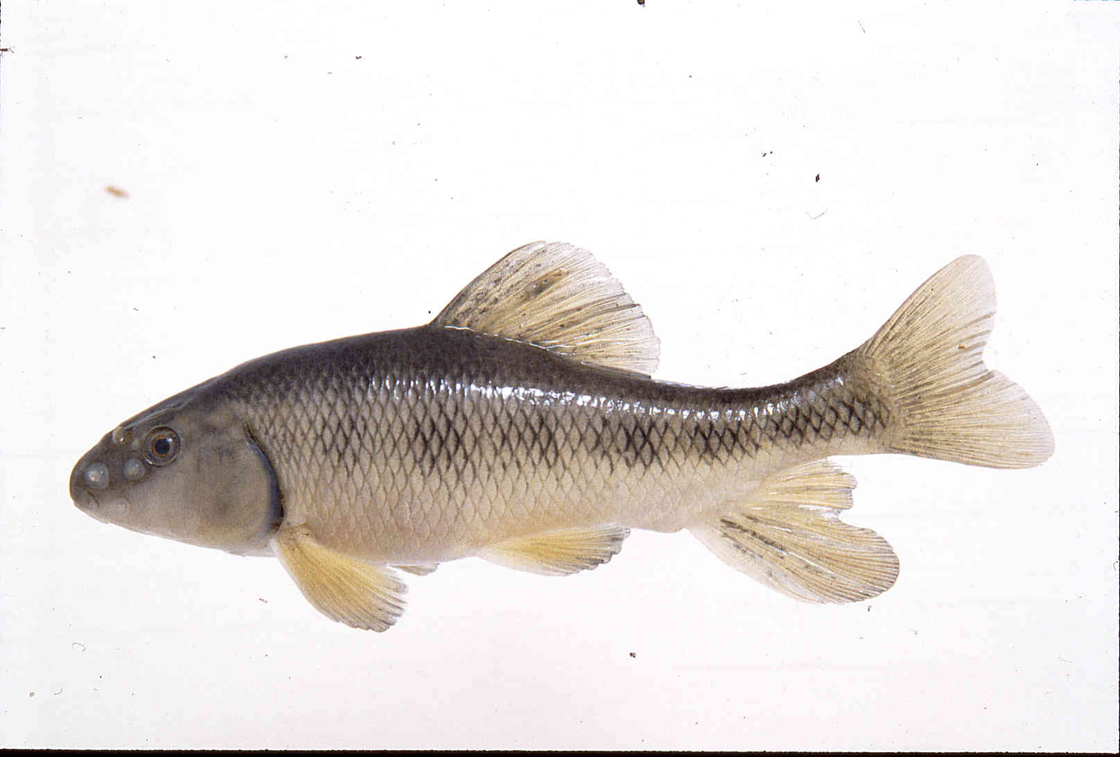 Erimyzon claviformis image