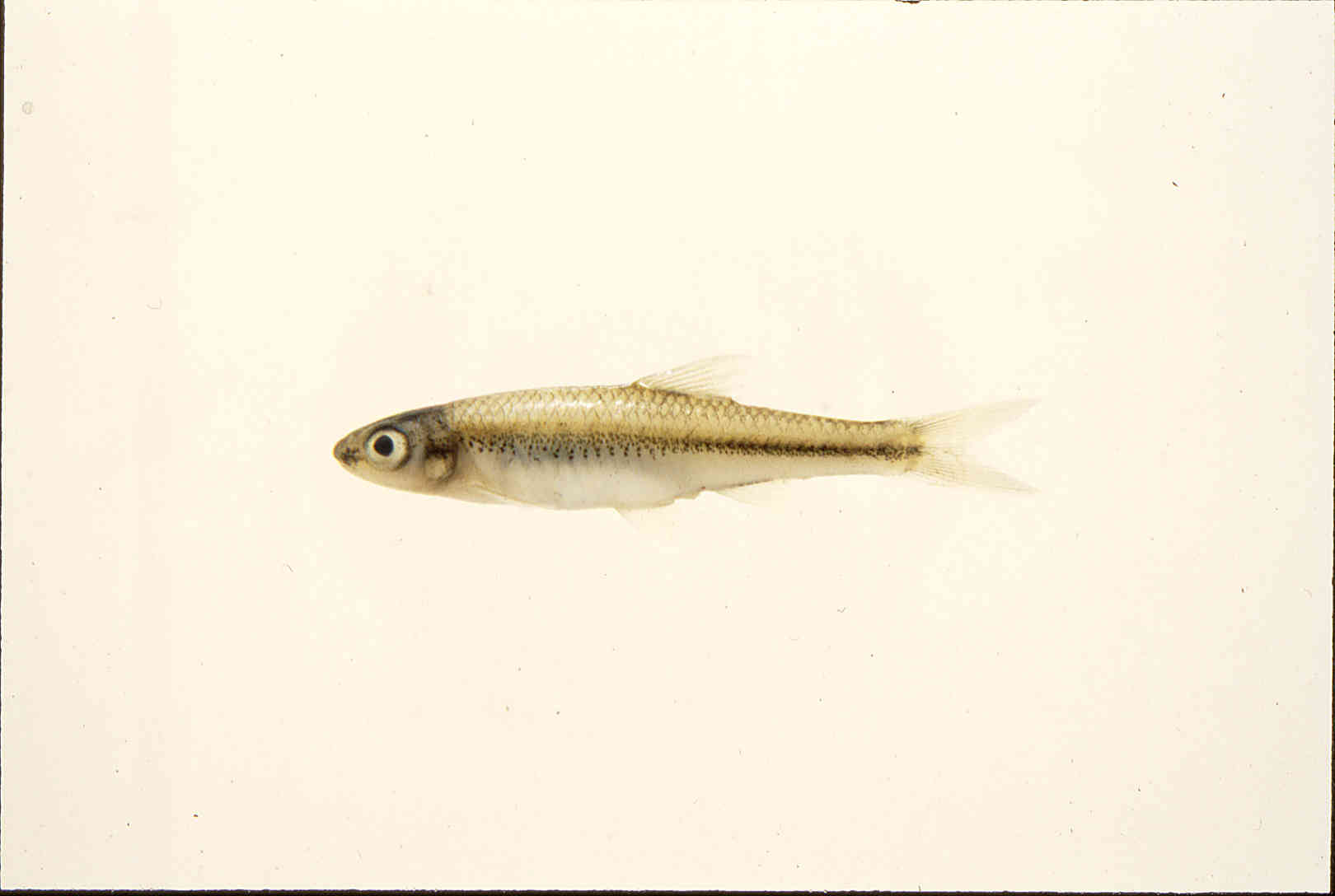 Notropis volucellus image