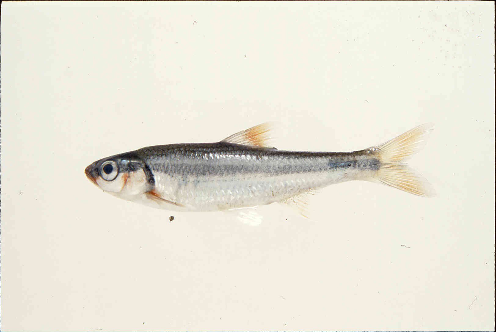 Luxilus zonatus image