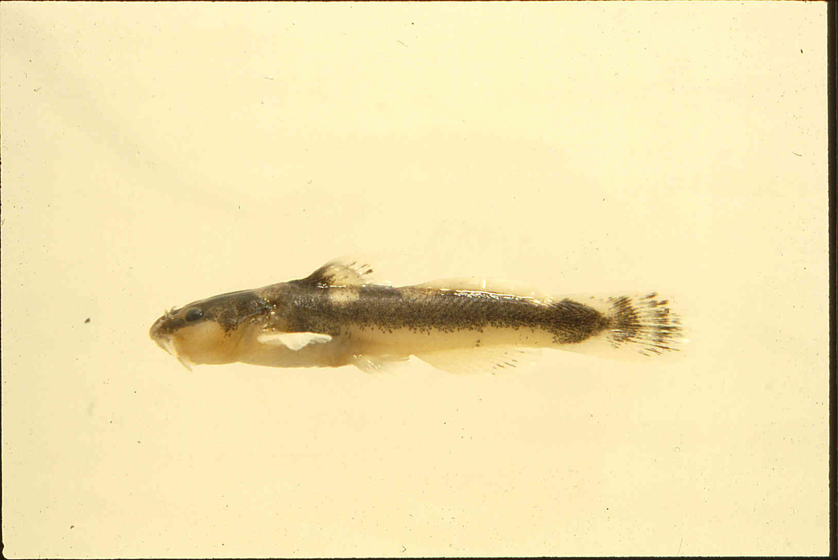 Noturus hildebrandi image