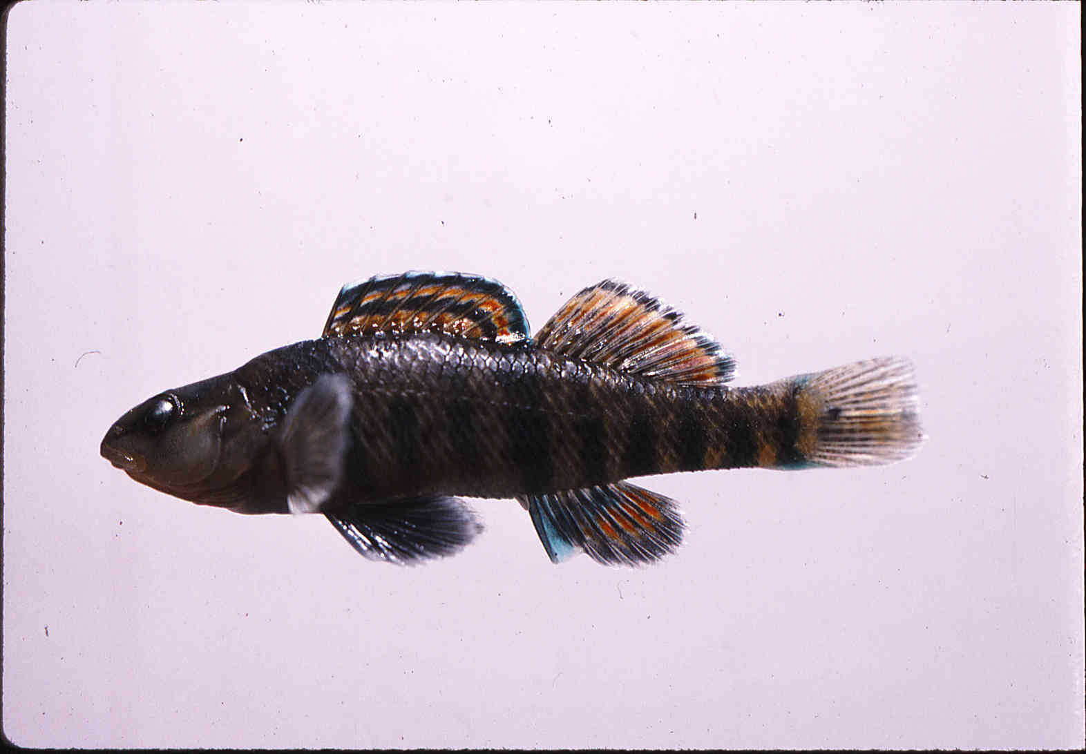 Etheostoma caeruleum image