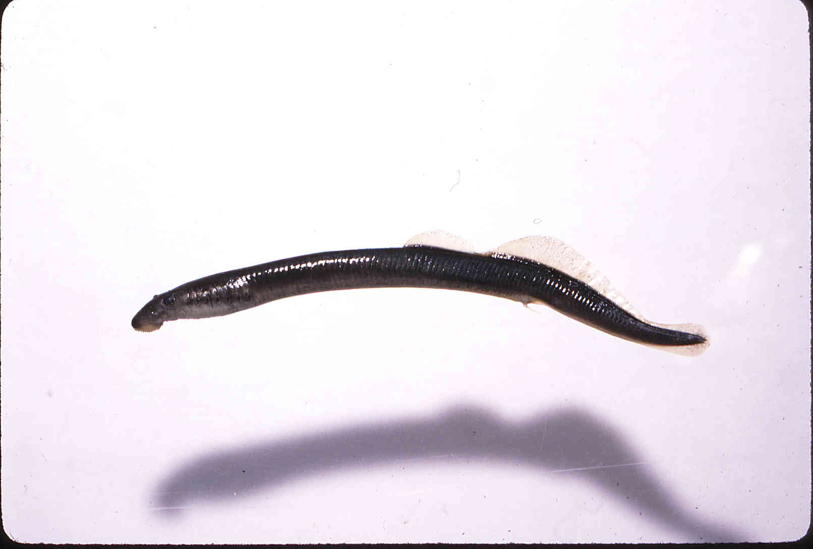 Lampetra aepyptera image