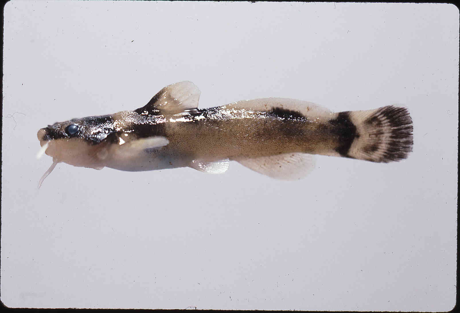 Noturus albater image