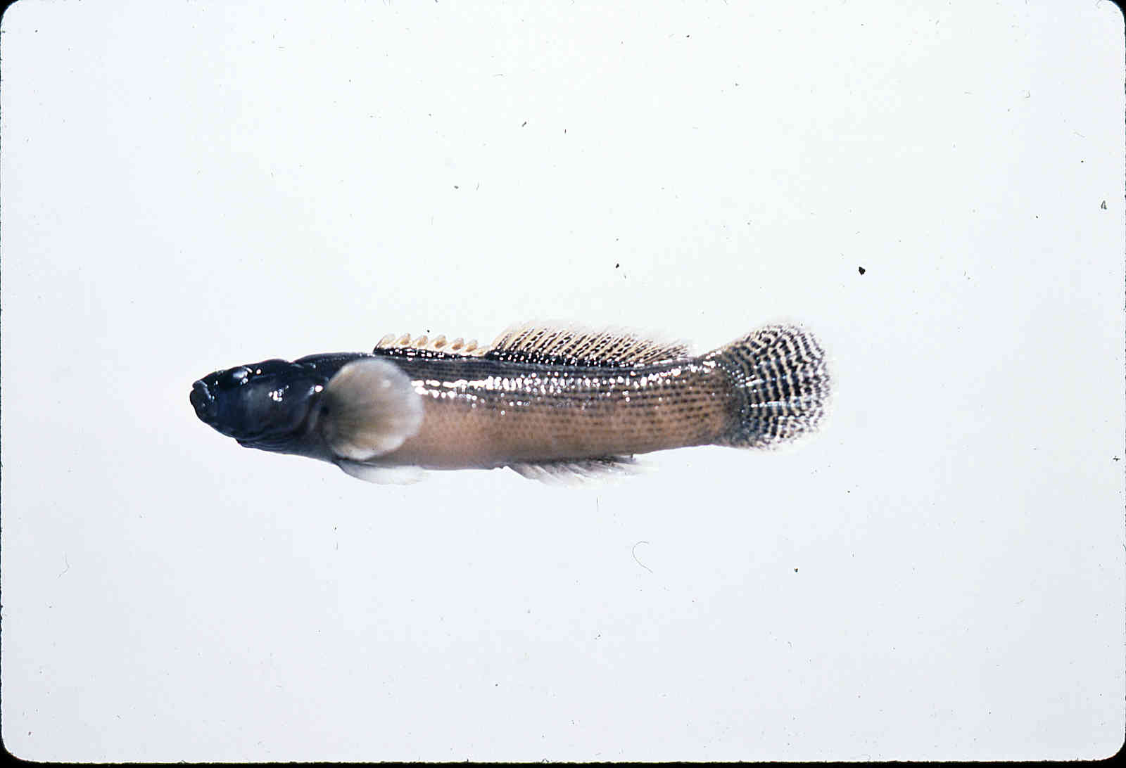 Etheostoma flabellare image