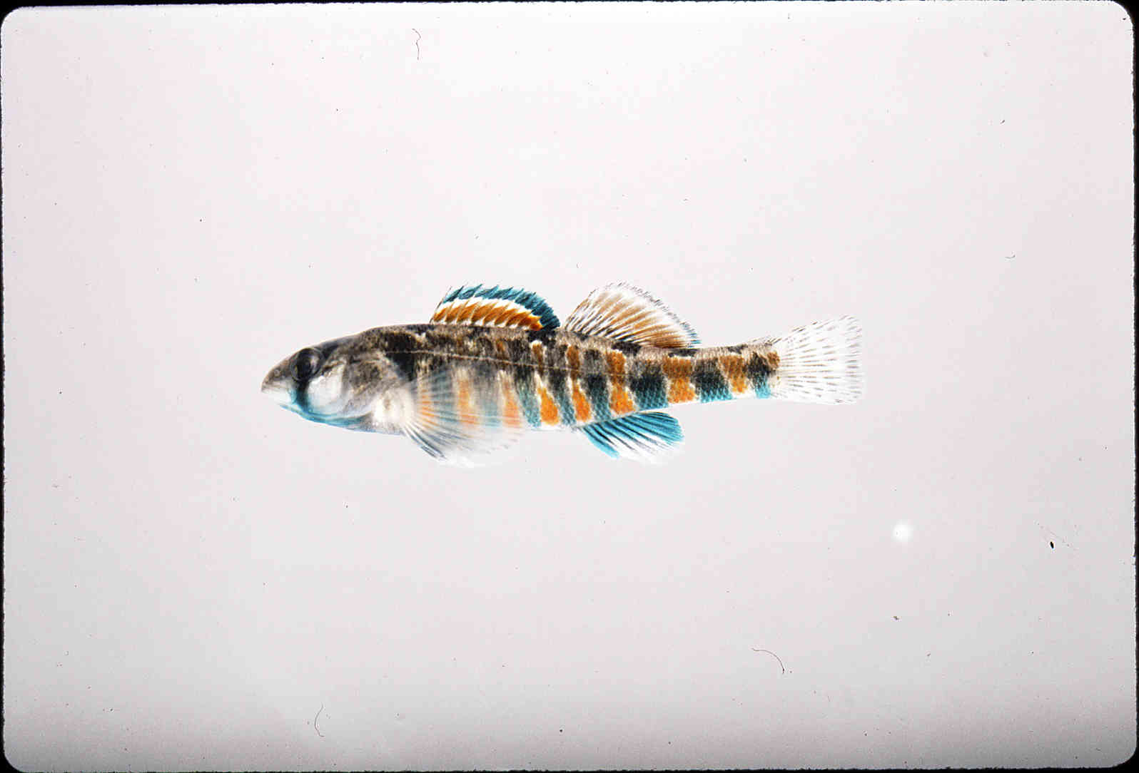 Etheostoma luteovinctum image