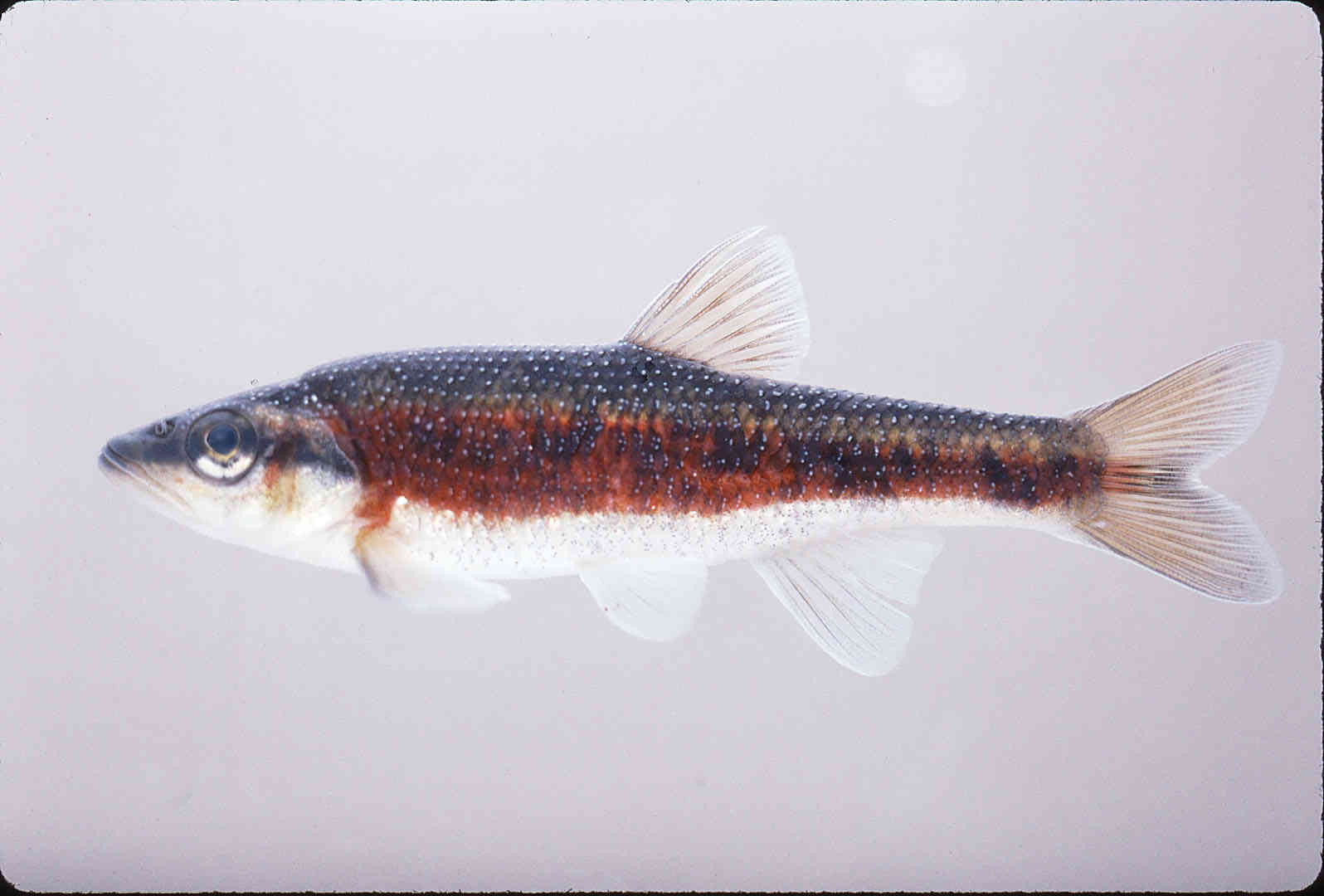 Clinostomus funduloides image