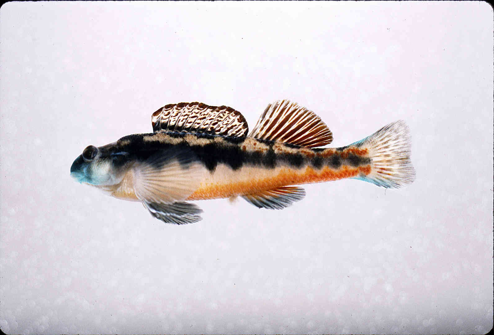 Etheostoma duryi image