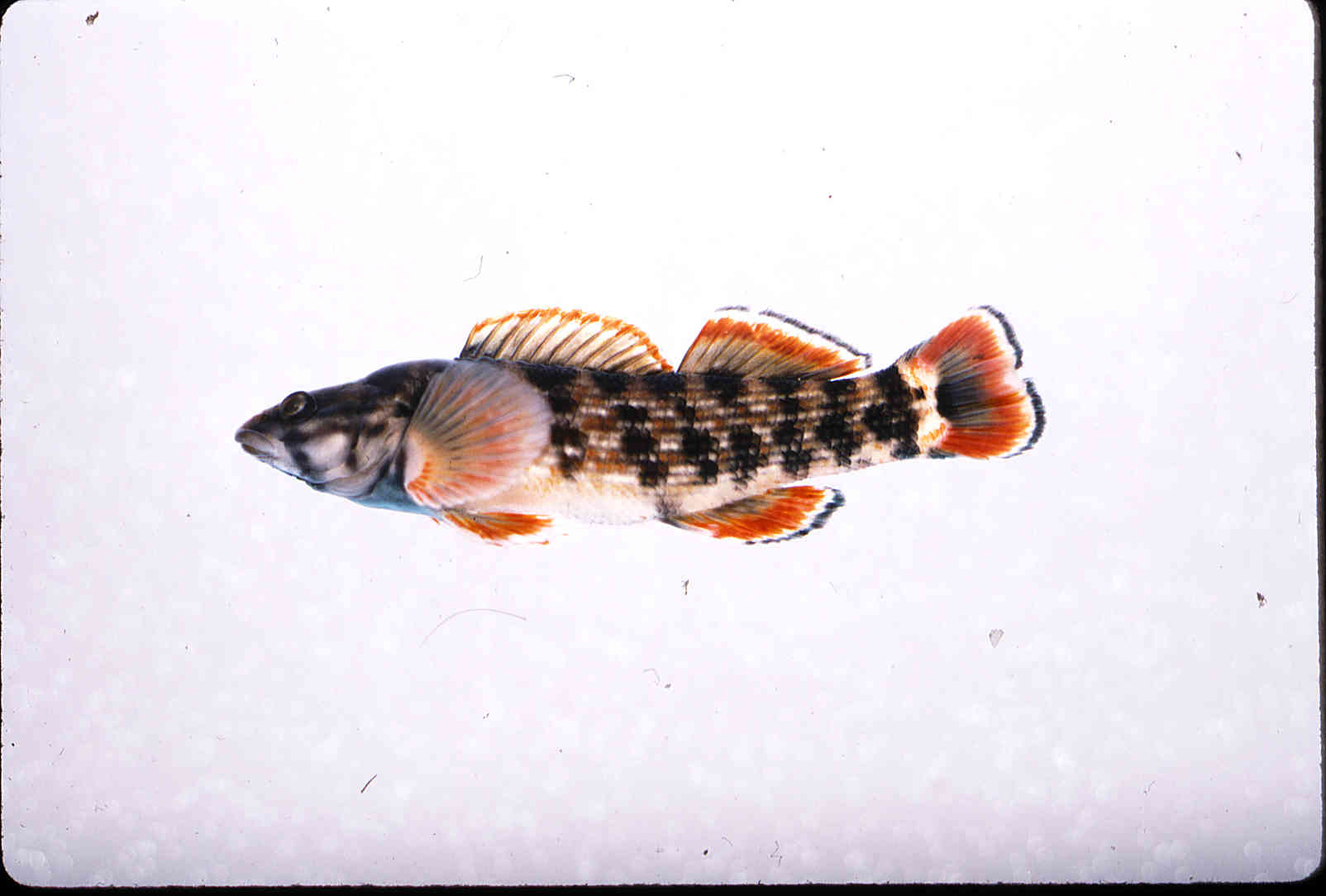 Etheostoma rufilineatum image