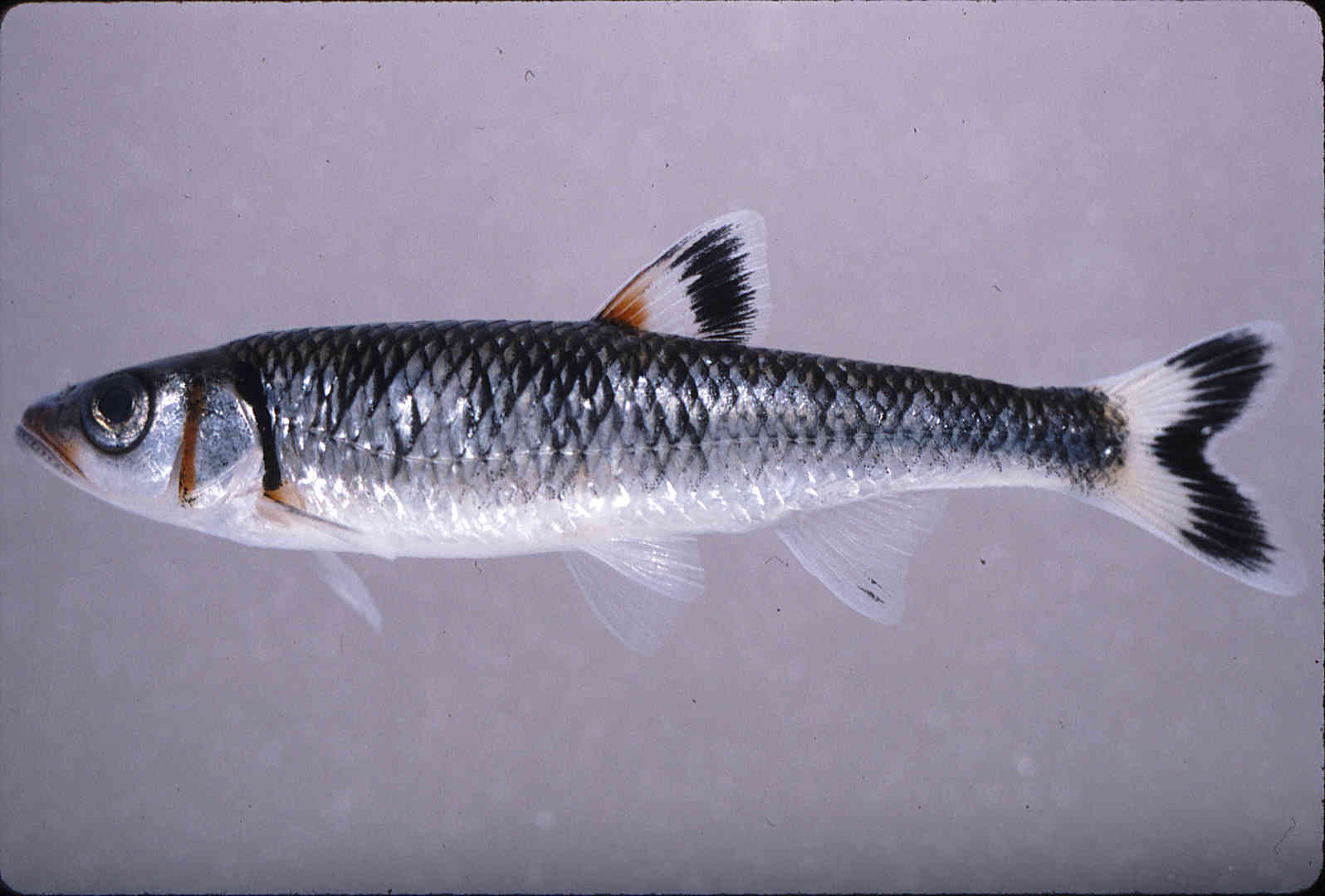 Luxilus coccogenis image