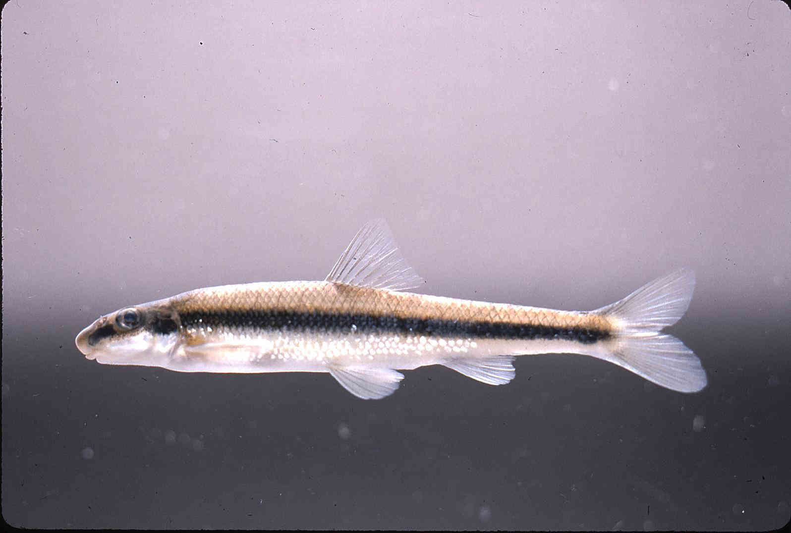Phenacobius uranops image