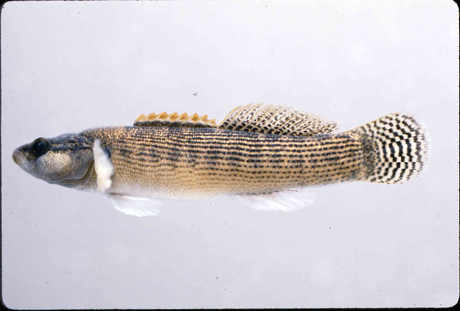 Etheostoma flabellare image