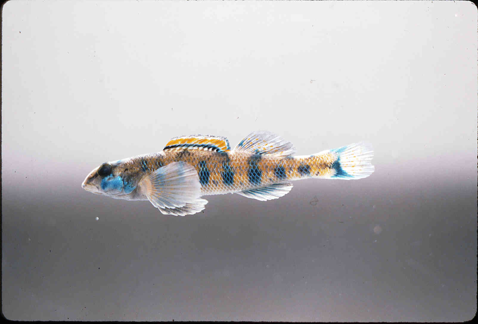 Etheostoma jessiae image