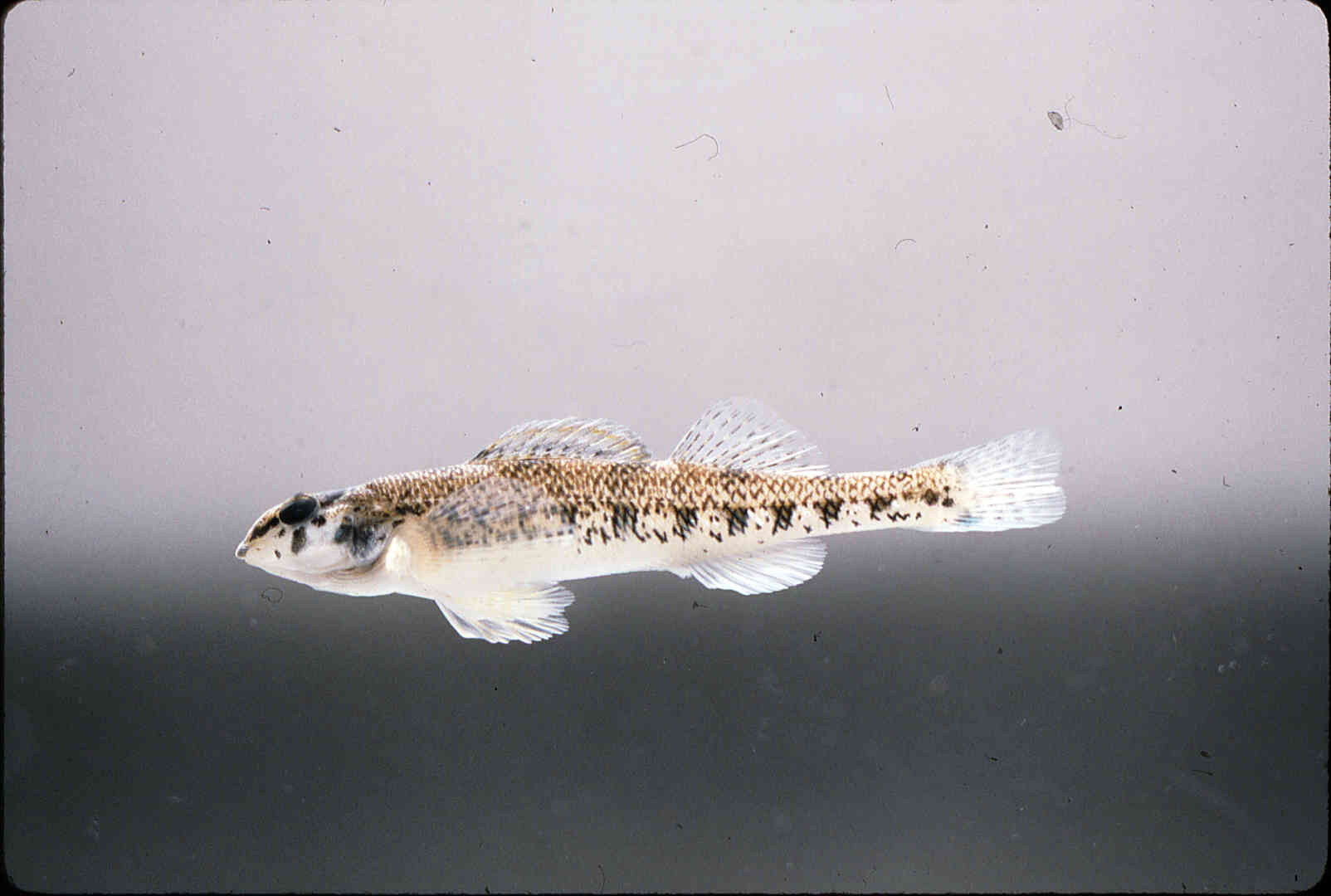 Etheostoma jessiae image