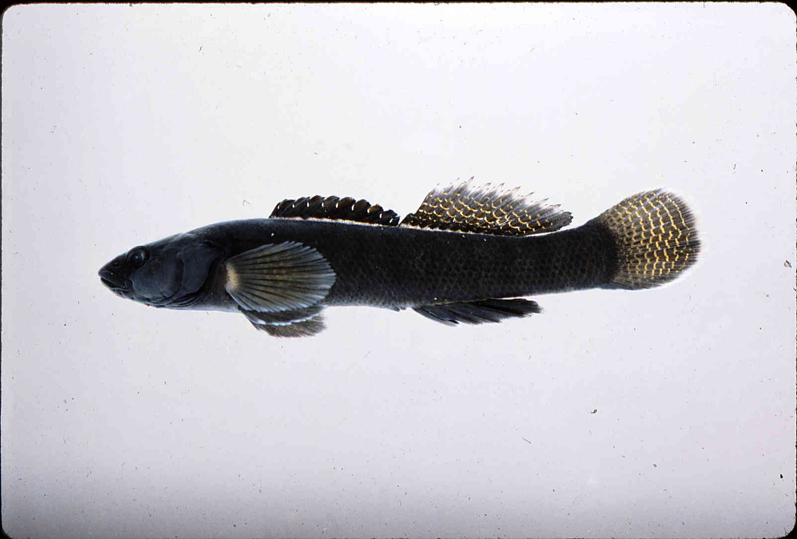 Etheostoma olivaceum image