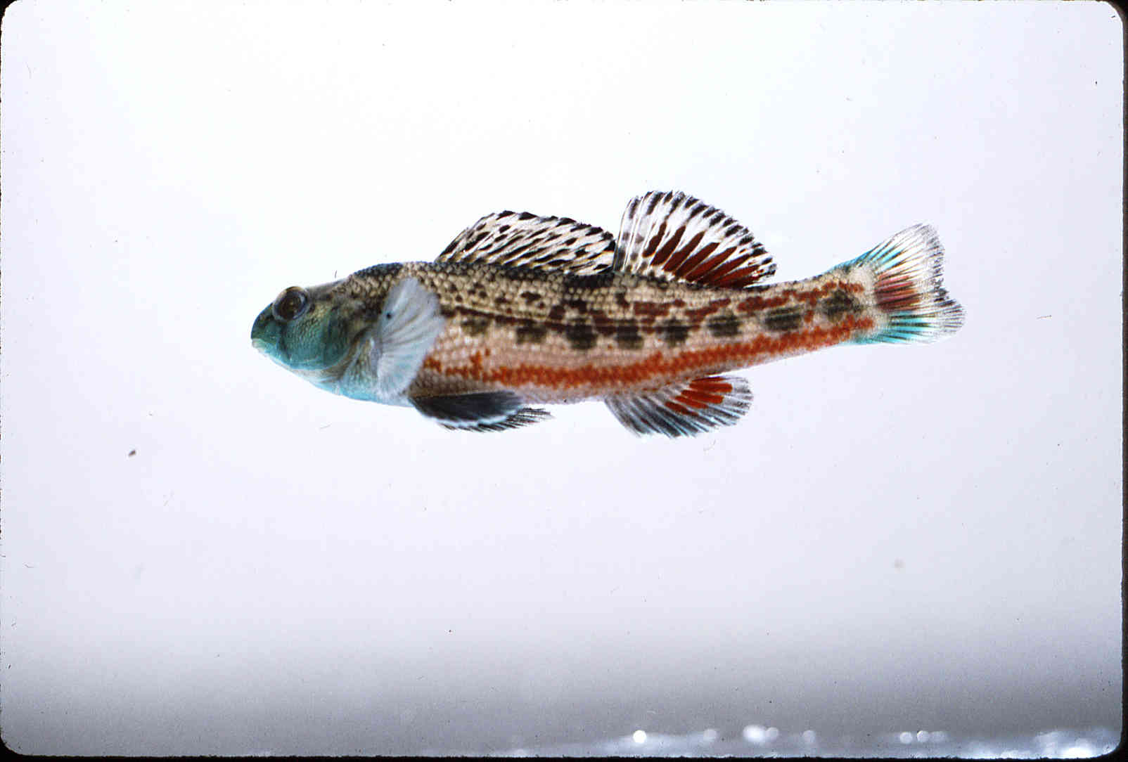 Etheostoma etnieri image