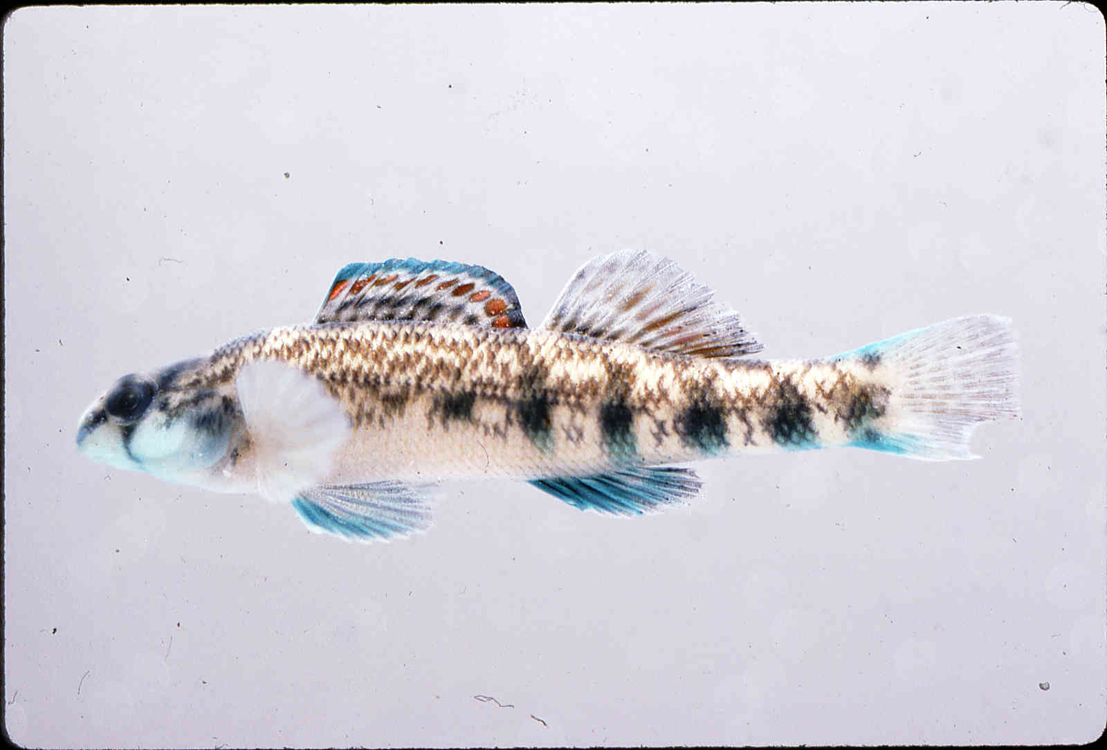 Etheostoma coosae image