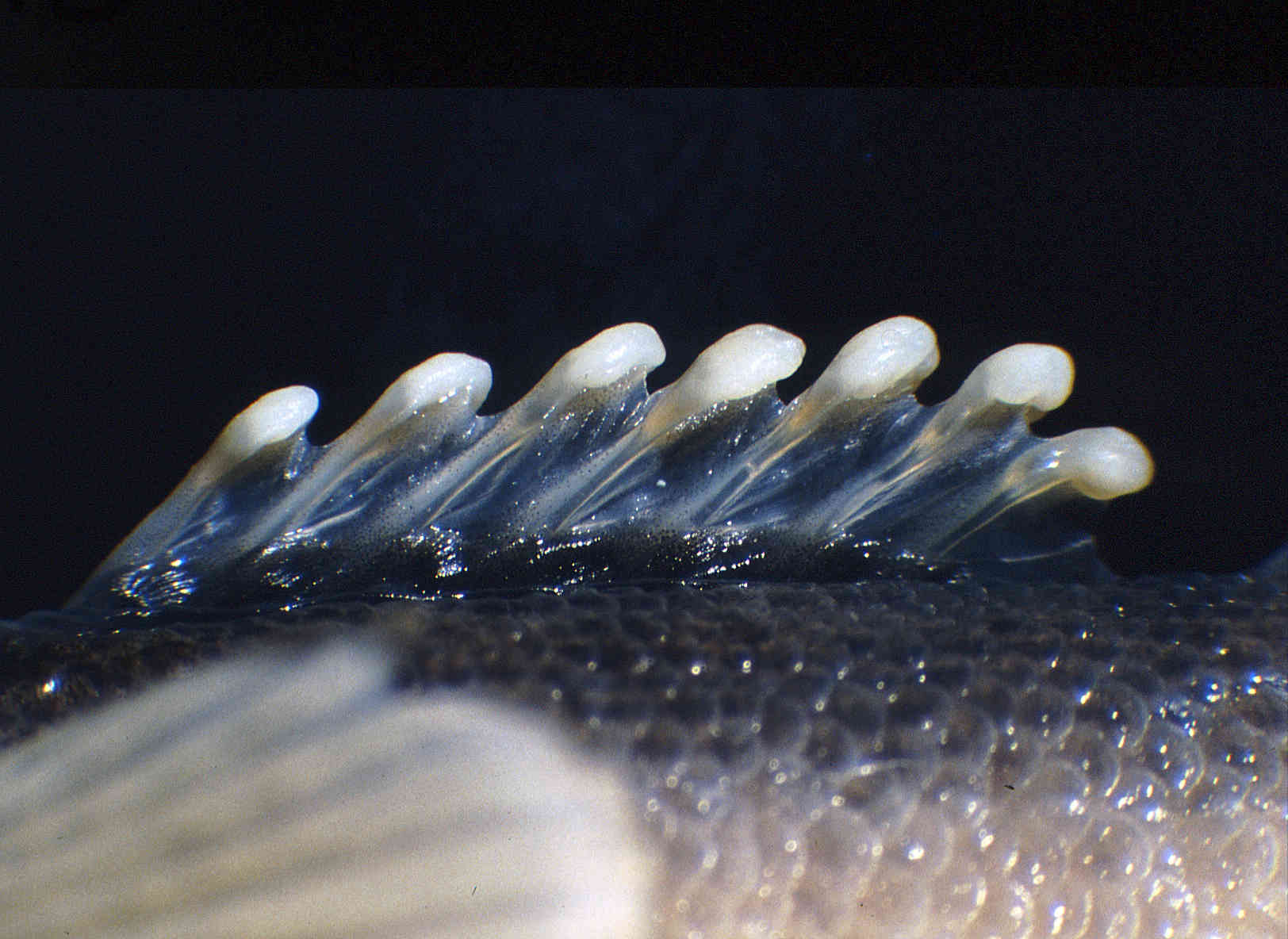 Etheostoma flabellare image