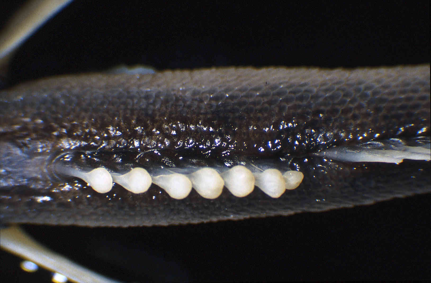 Etheostoma flabellare image