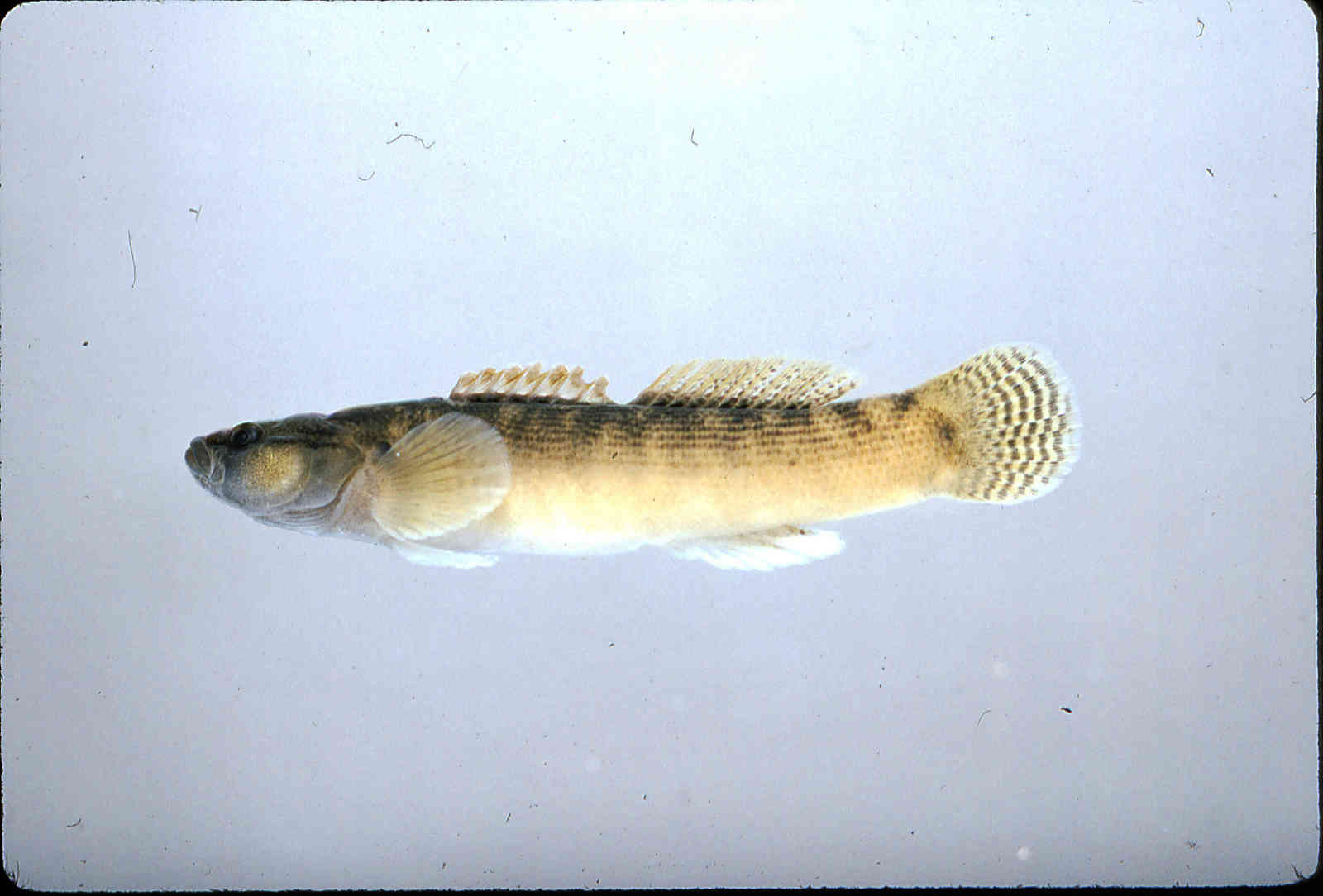 Etheostoma flabellare image