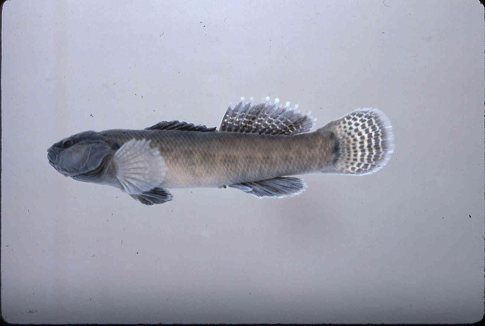 Etheostoma squamiceps image