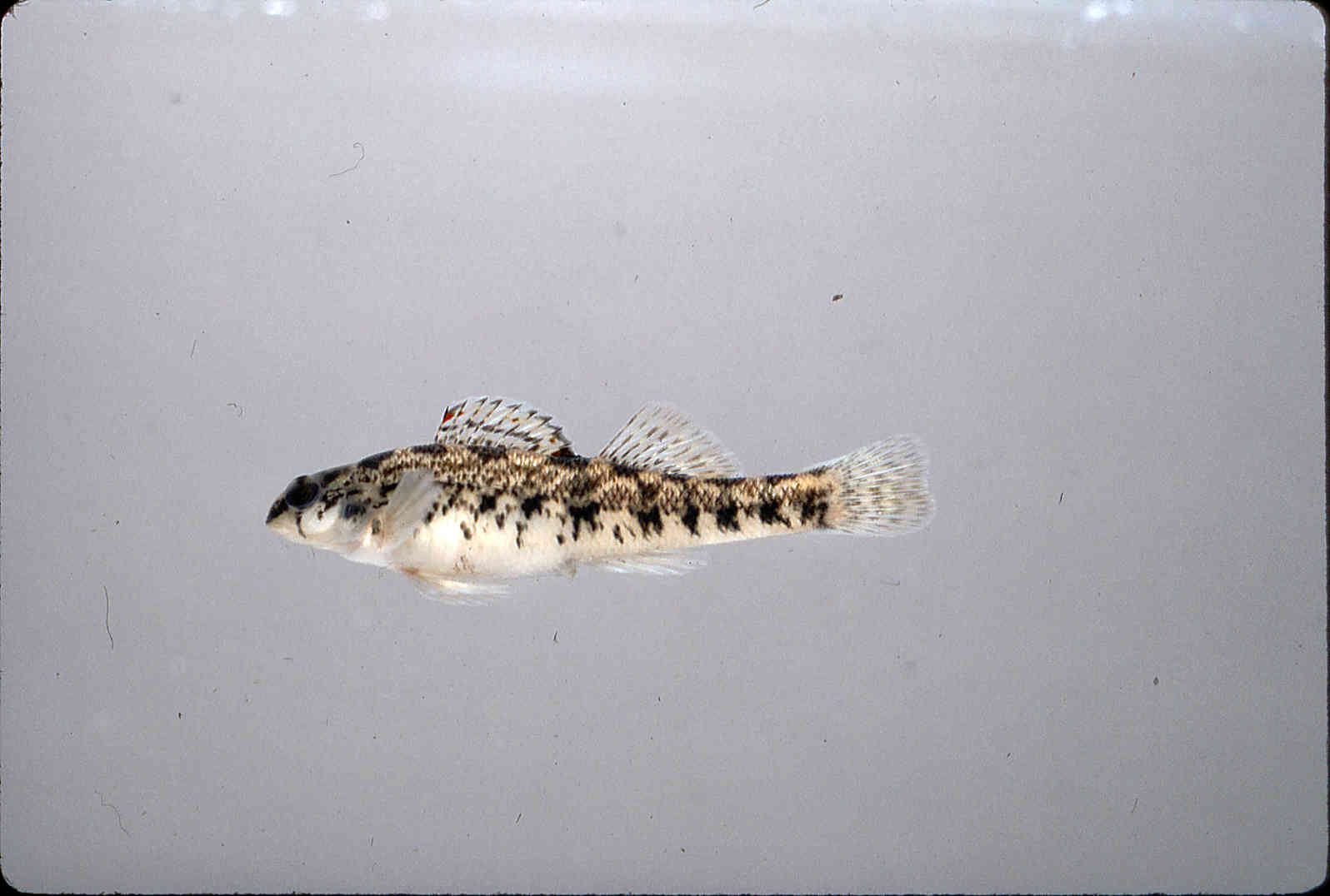 Etheostoma coosae image