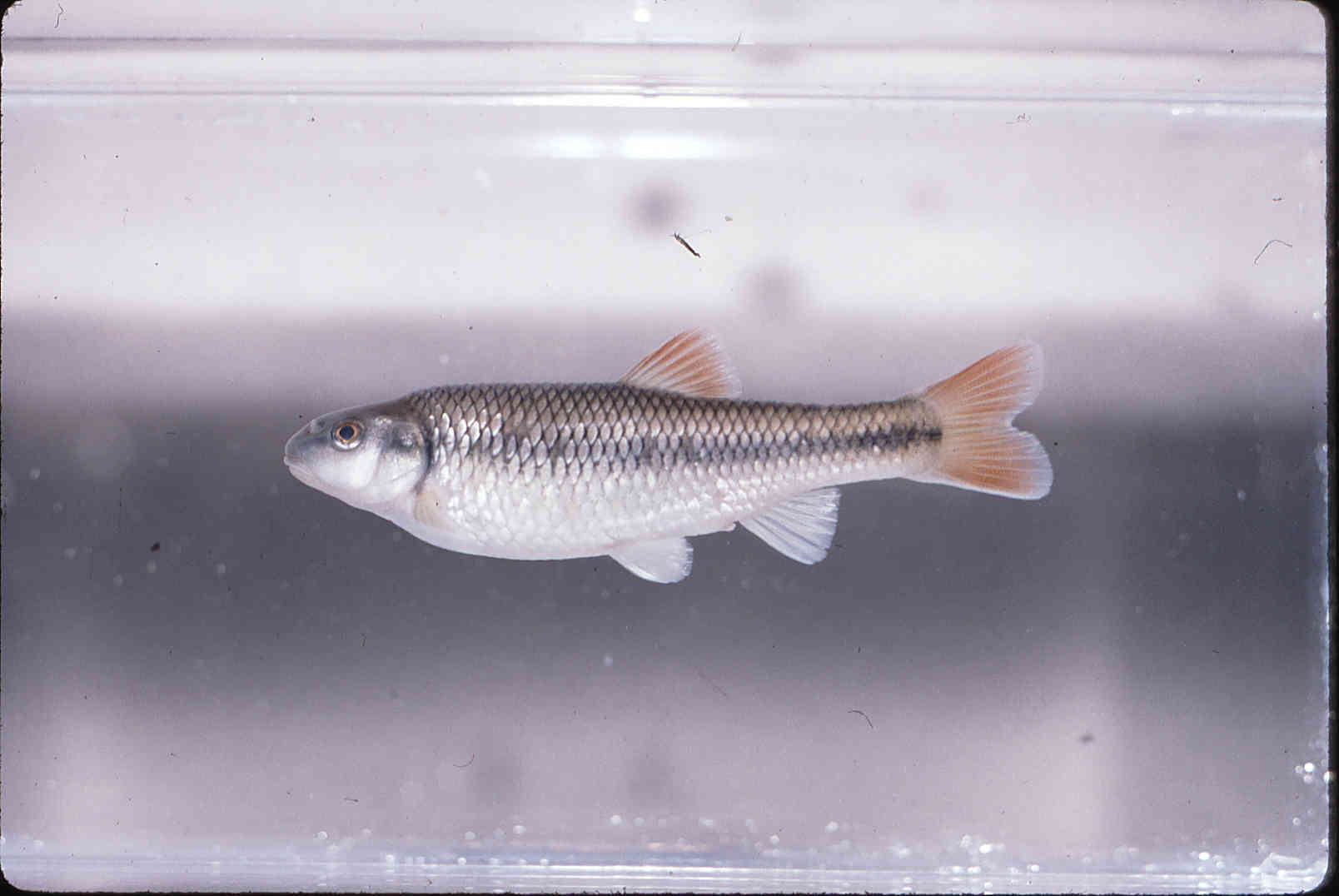 Nocomis leptocephalus image