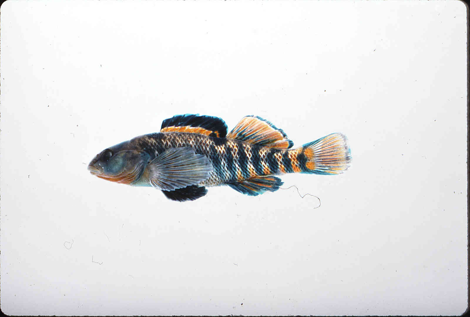 Etheostoma caeruleum image