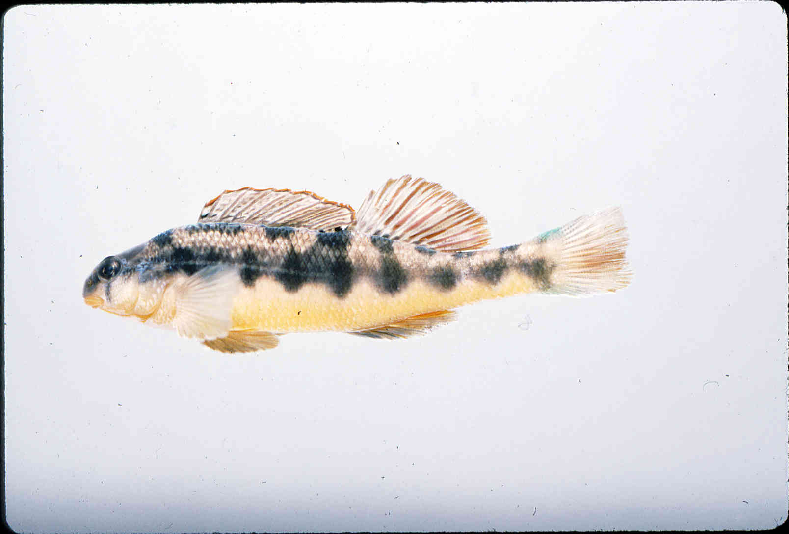 Etheostoma flavum image