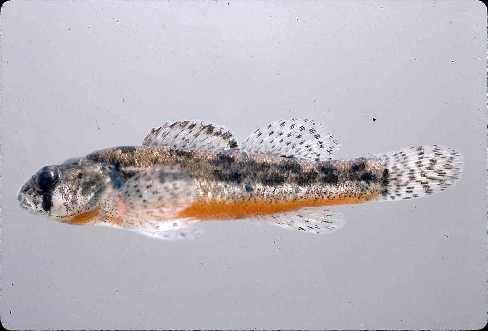 Etheostoma cragini image