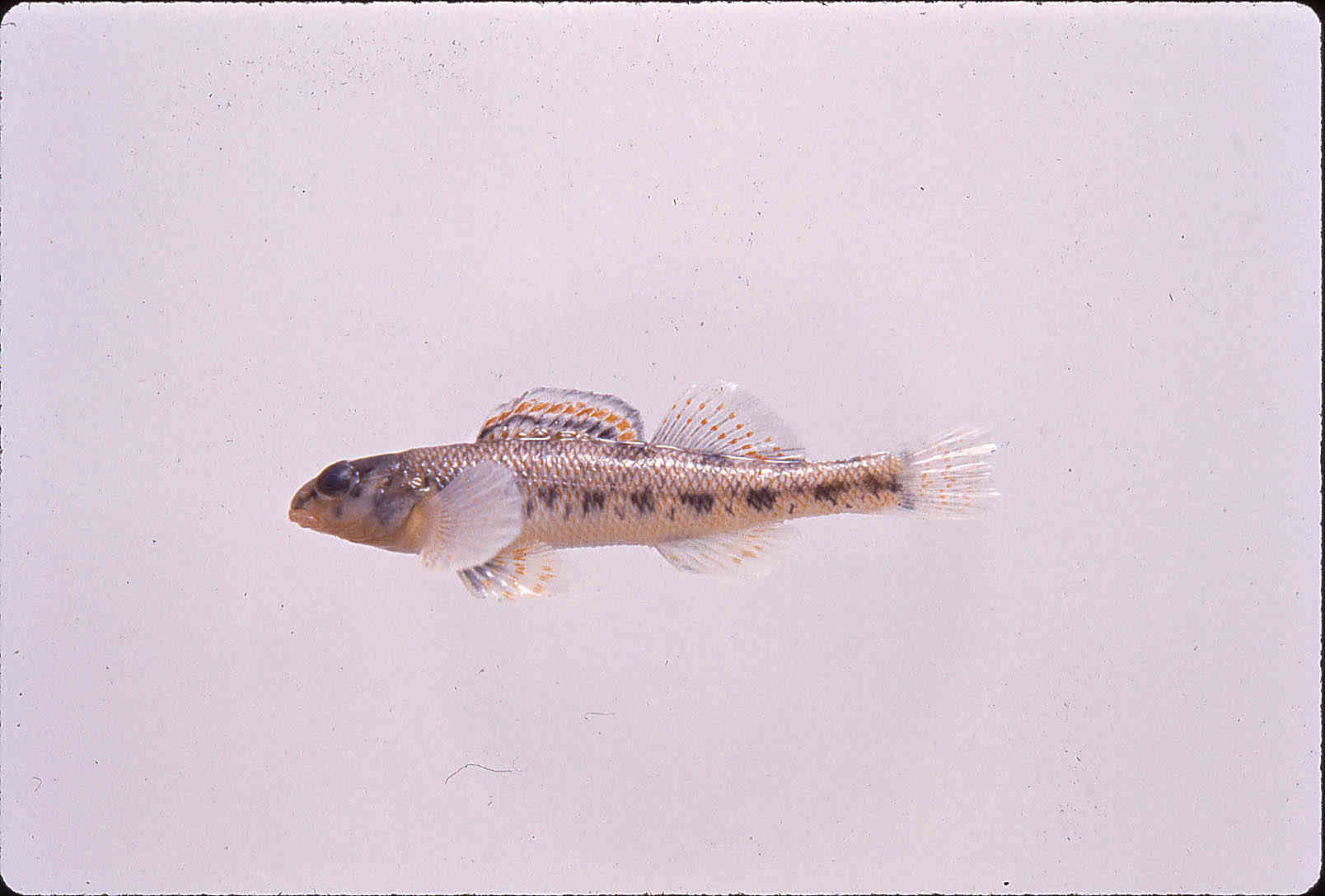 Etheostoma stigmaeum image