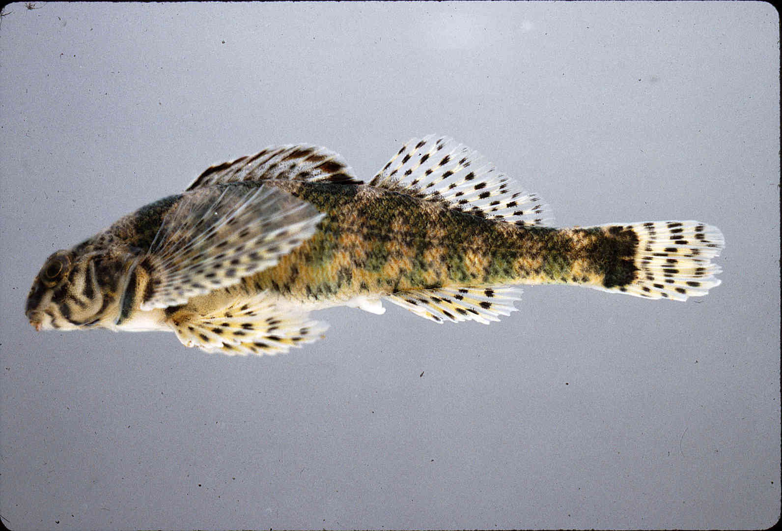 Etheostoma histrio image