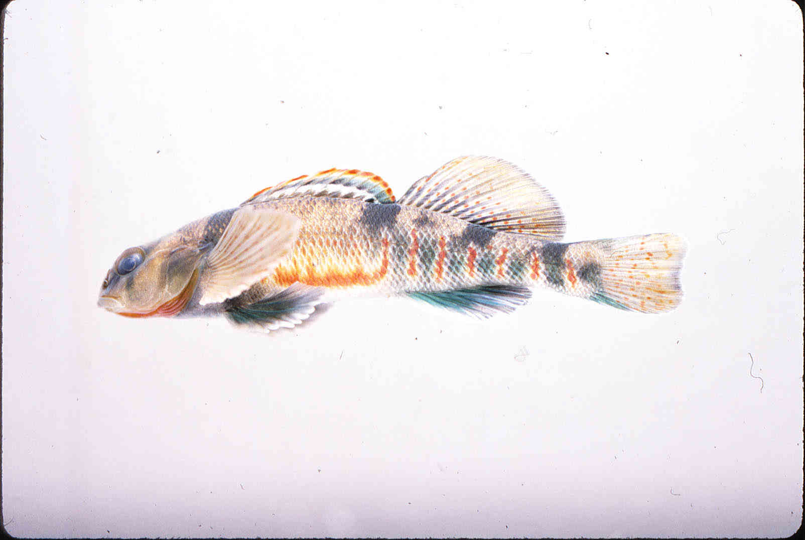 Etheostoma tetrazonum image