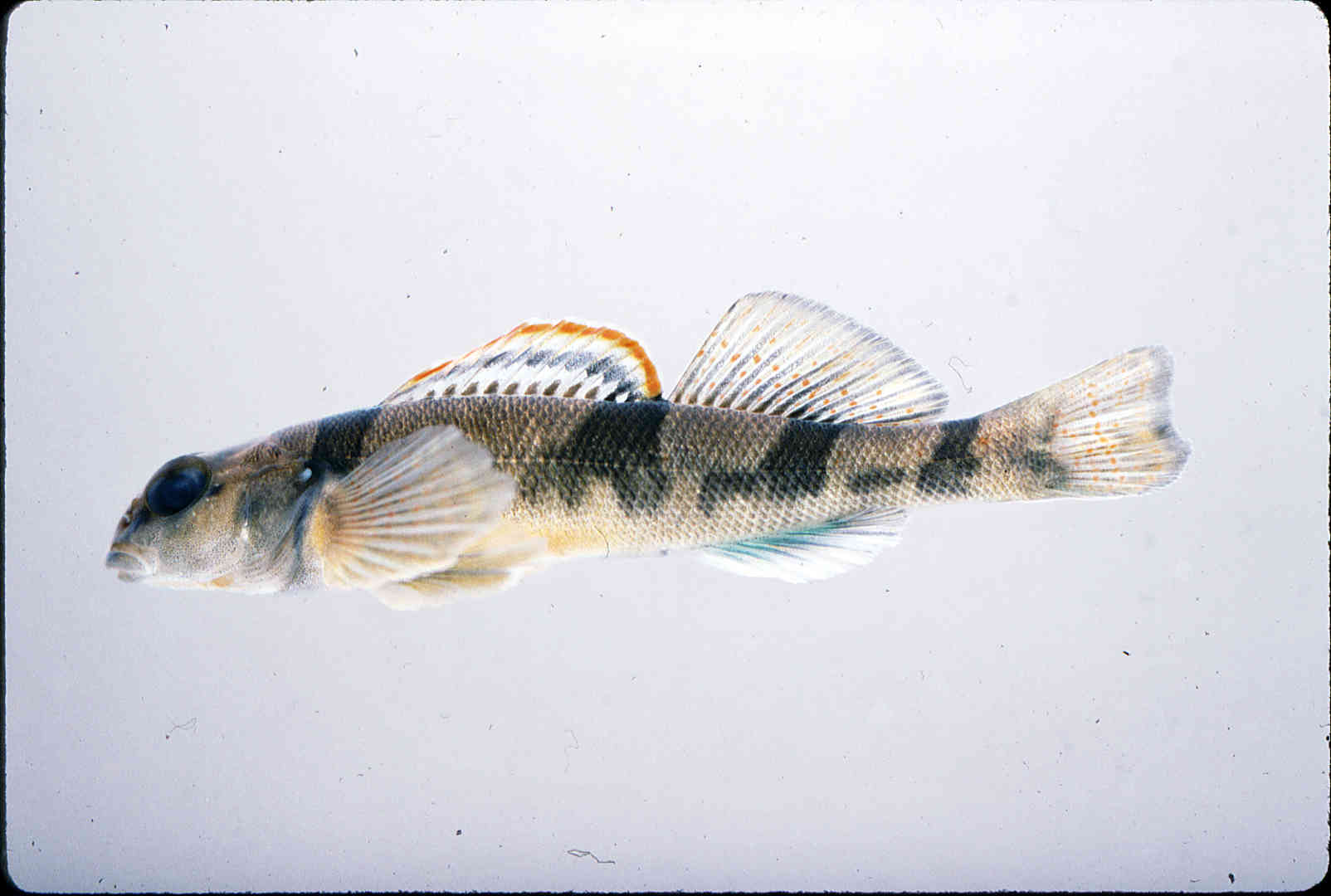 Etheostoma euzonum image