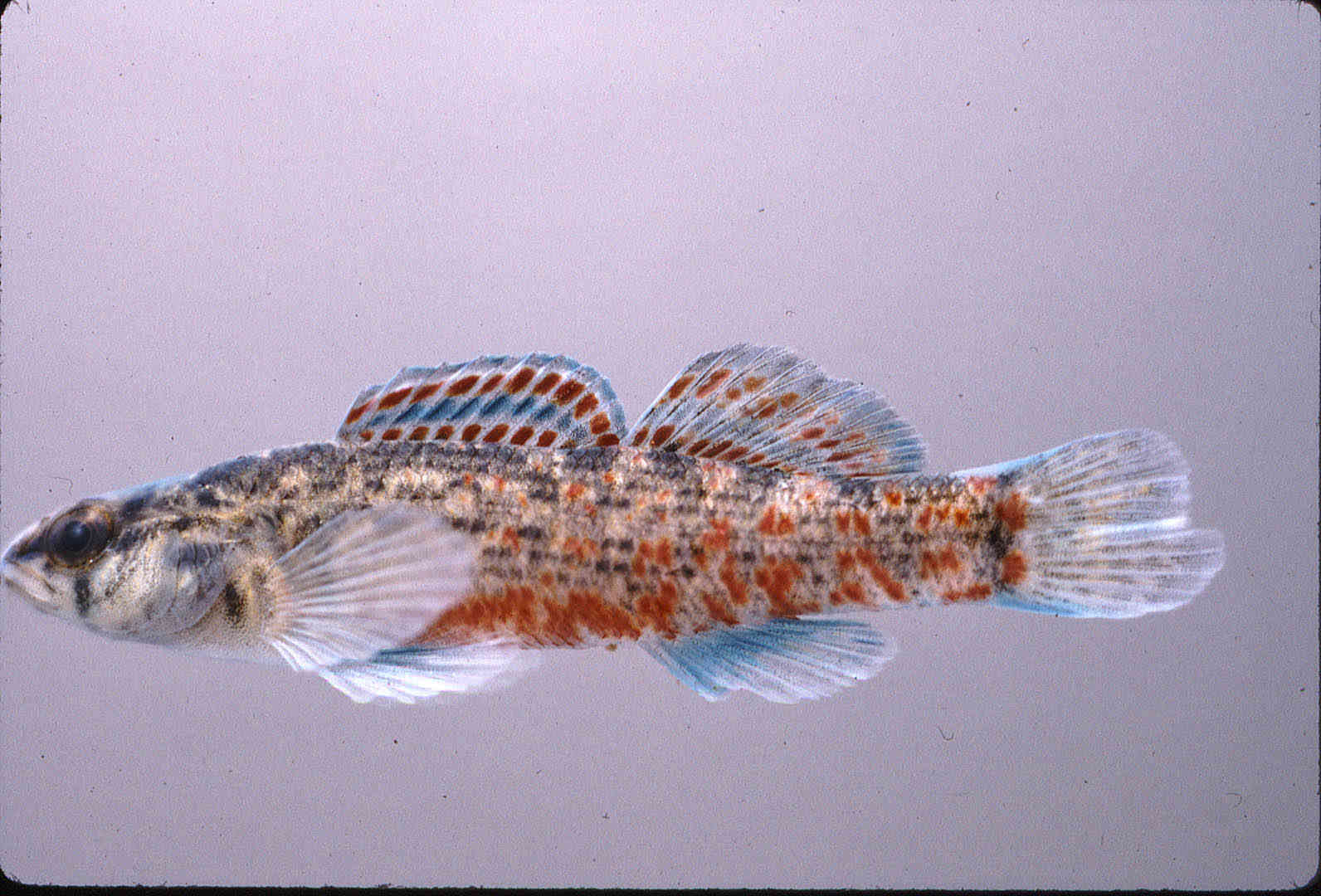 Etheostoma swaini image