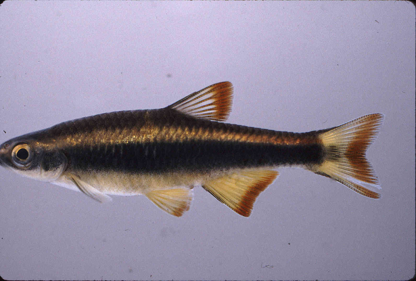 Pteronotropis signipinnis image