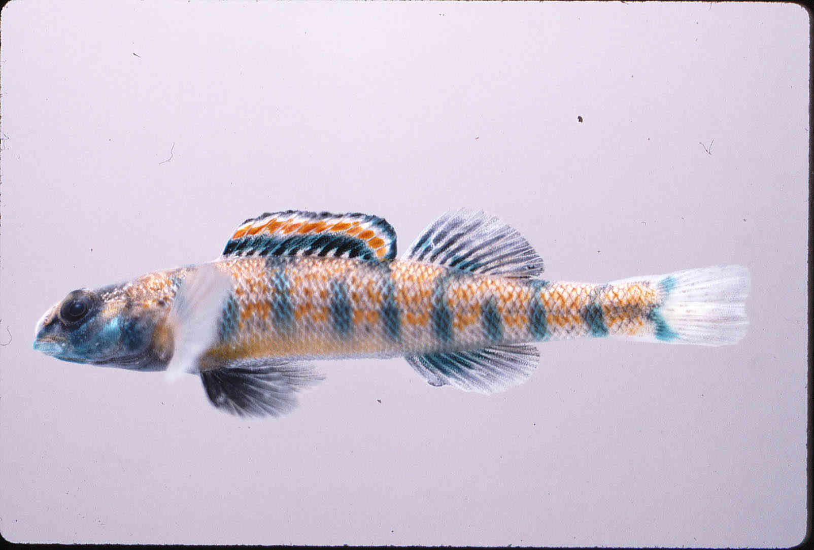 Etheostoma stigmaeum image