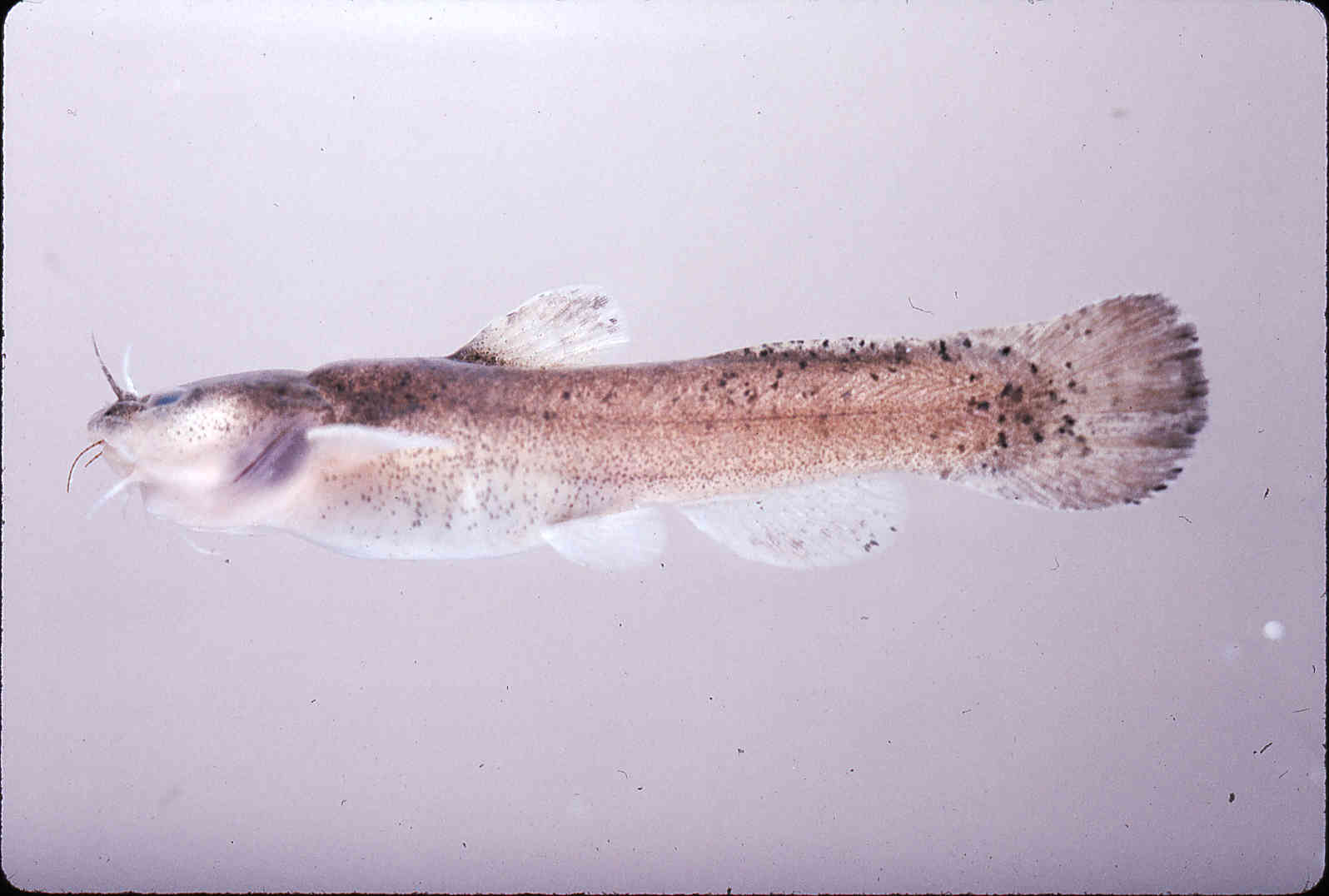 Noturus leptacanthus image