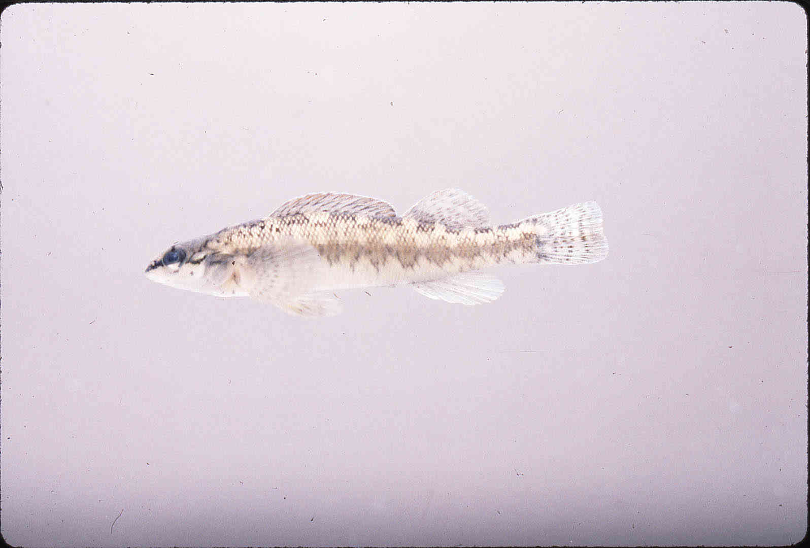 Percina palmaris image