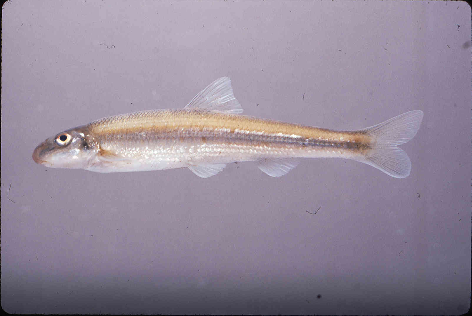 Phenacobius catostomus image